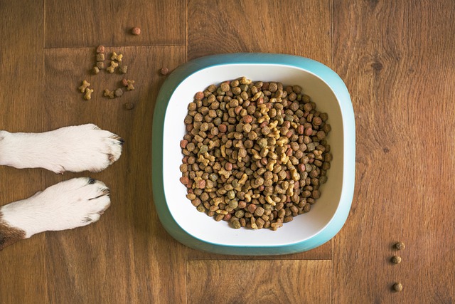 Create Grain Free Dog Food – The Good, the Bad and the Ugly