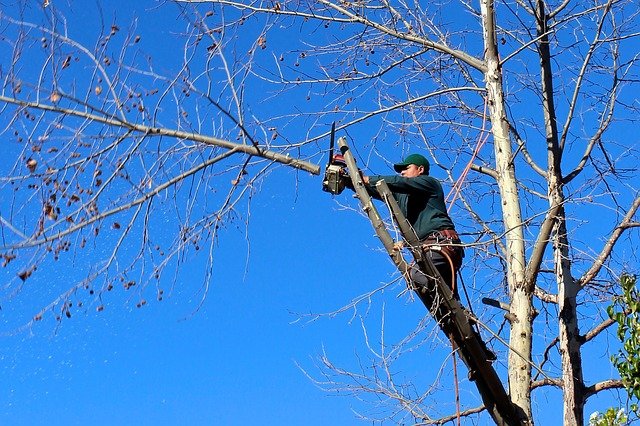 Palm Tree Removal Cost